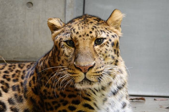 16 ダッシュはピンクです.jpg