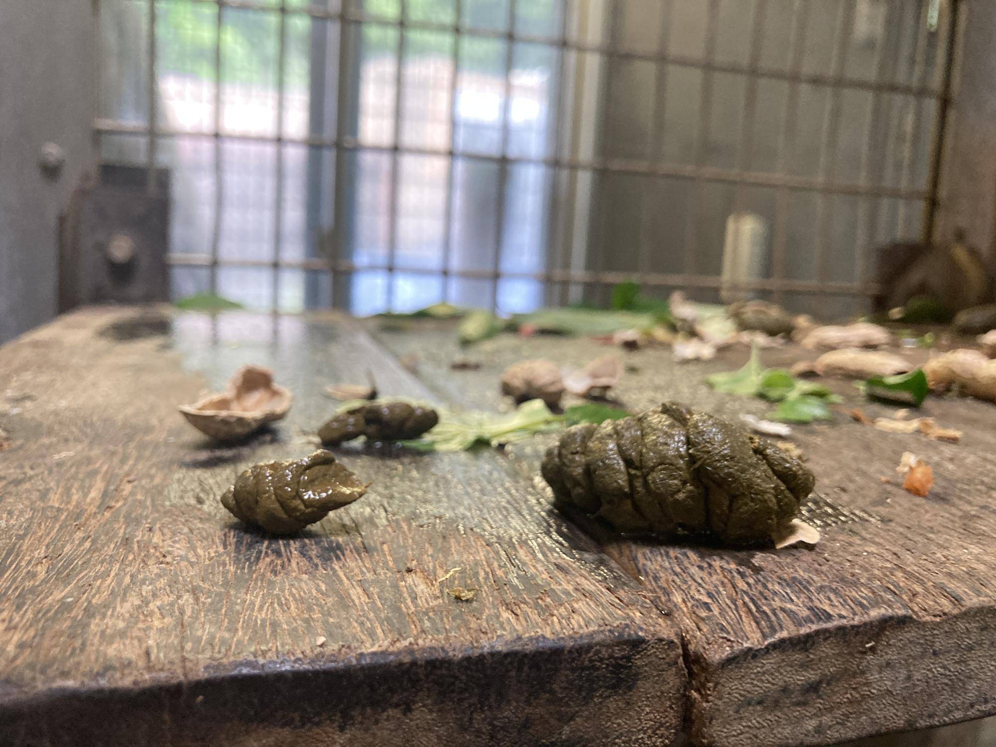 キキ、キナ(2022.5.18).jpg