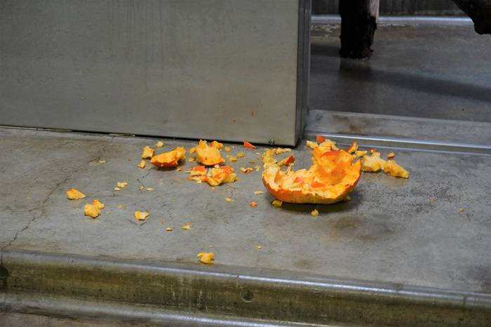 11 ボロボロになったカボチャ.jpg