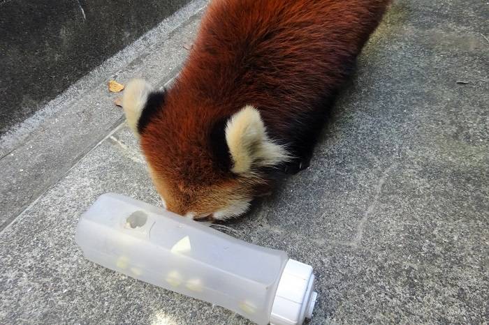 1 　フィーダーとキク.jpg