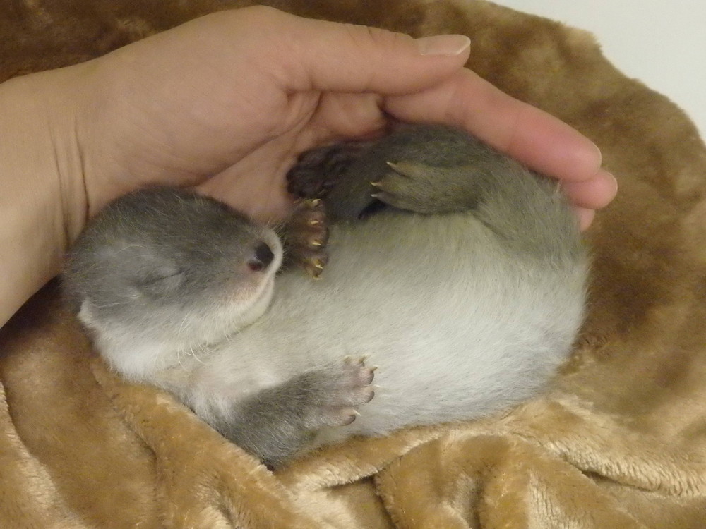 くねくね 飼育日誌 よこはま動物園ズーラシア公式サイト 公益財団法人 横浜市緑の協会 くねくね 飼育日誌 よこはま動物園ズーラシア公式サイト 公益財団法人 横浜市緑の協会