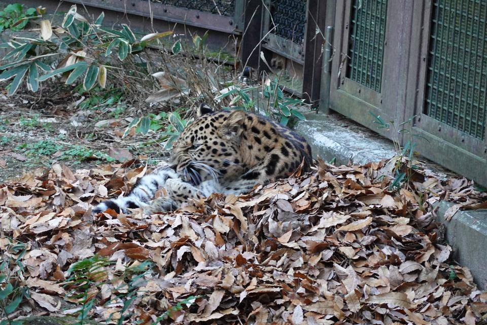 5 毛づくろいしたり.jpg