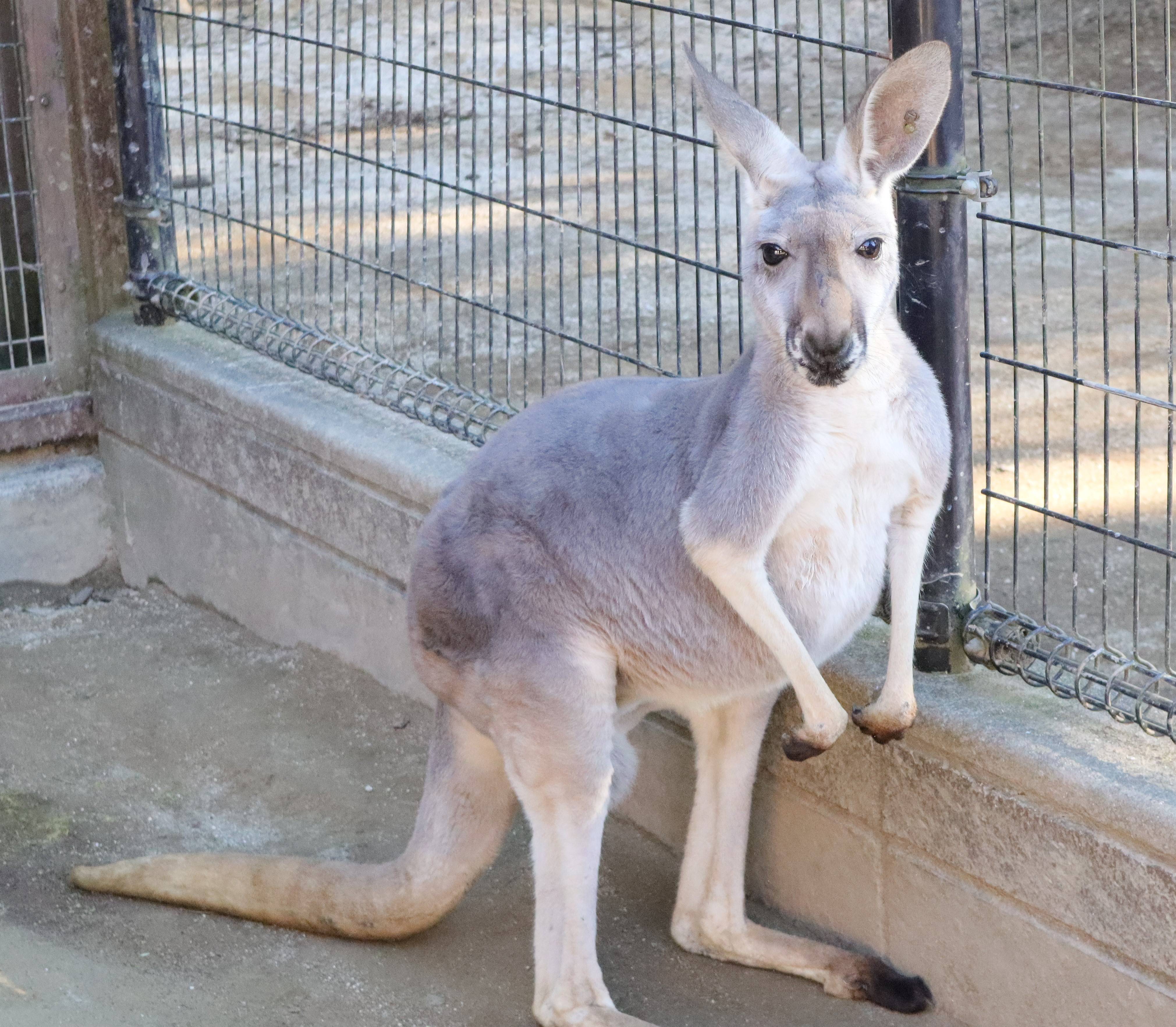 アカカンガルーの成長 飼育日誌 よこはま動物園ズーラシア公式サイト 公益財団法人 横浜市緑の協会 アカカンガルーの成長 飼育日誌 よこはま動物園ズーラシア公式サイト 公益財団法人 横浜市緑の協会