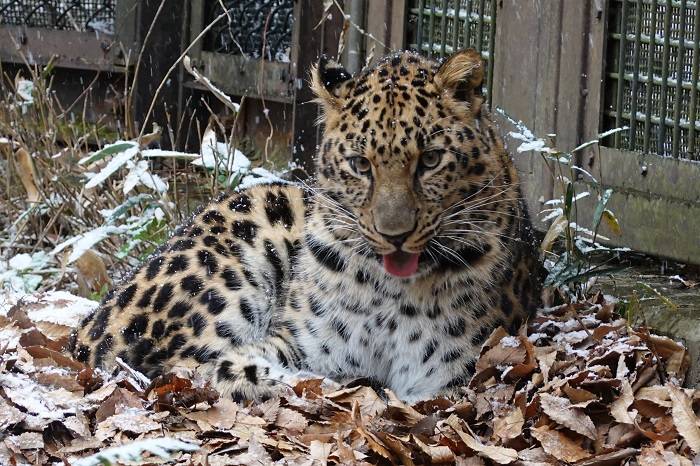 8 舌が出るトライ.jpg