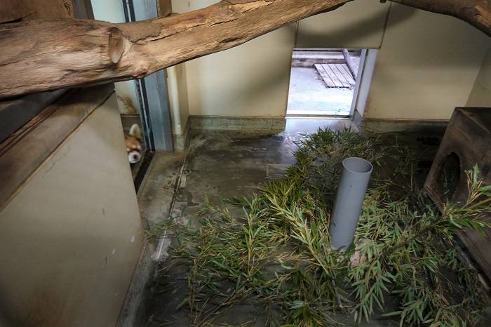 7 キクの視線の先には.jpg