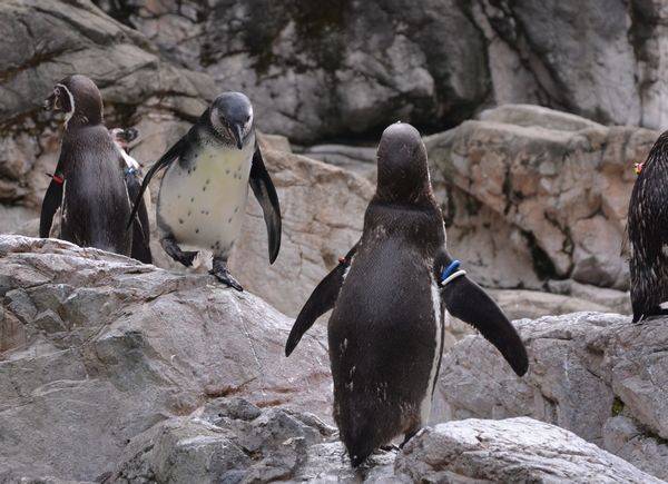 フンボルトペンギン、巣立ちました。|飼育日誌|ブログ|よこはま フンボルトペンギン、巣立ちました。|飼育日誌|ブログ|よこはま