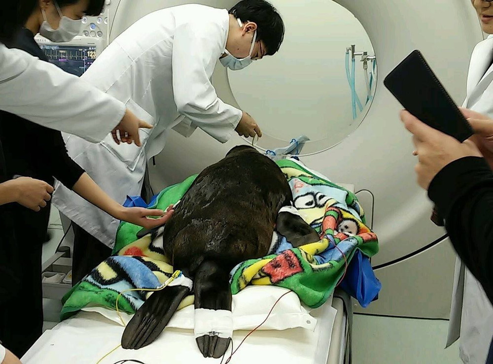 2キュウタロウCT検査.jpg