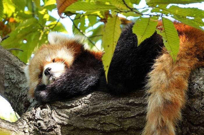 5 ぐっすり寝ています.jpg