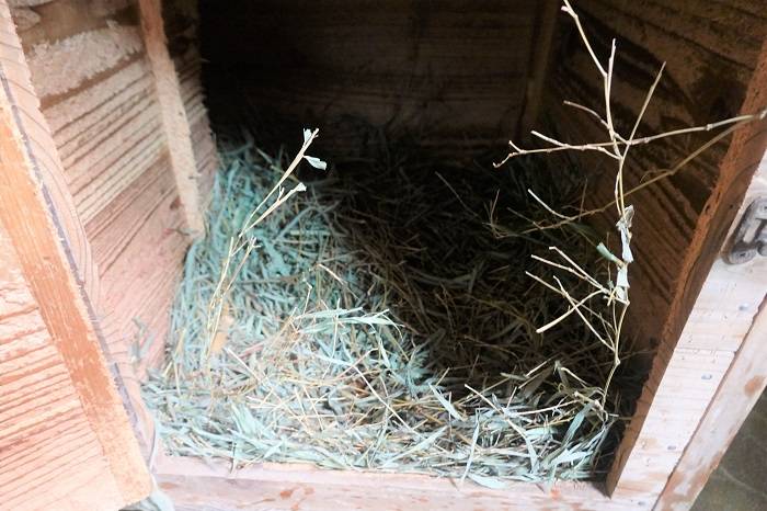 4 キクの巣箱の中.jpg