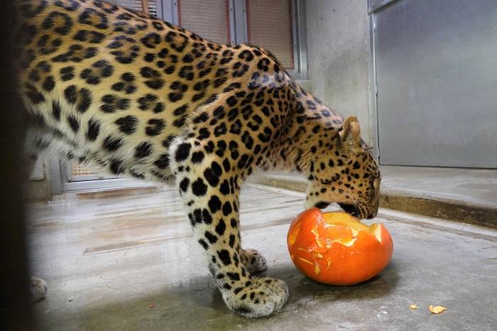 8 すぐに齧り始めるダッシュ.jpg