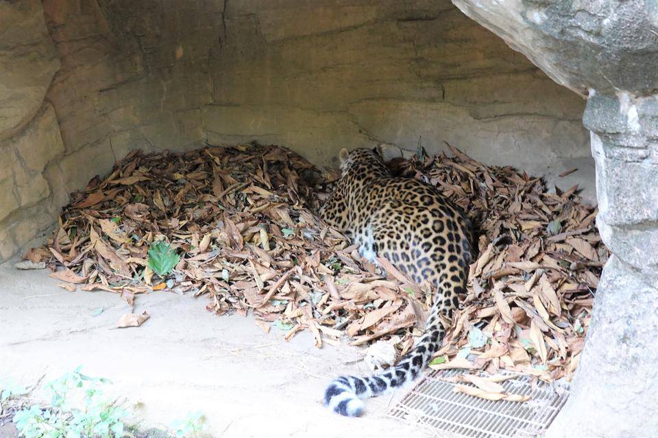 4 落ち葉上のダッシュ.jpg