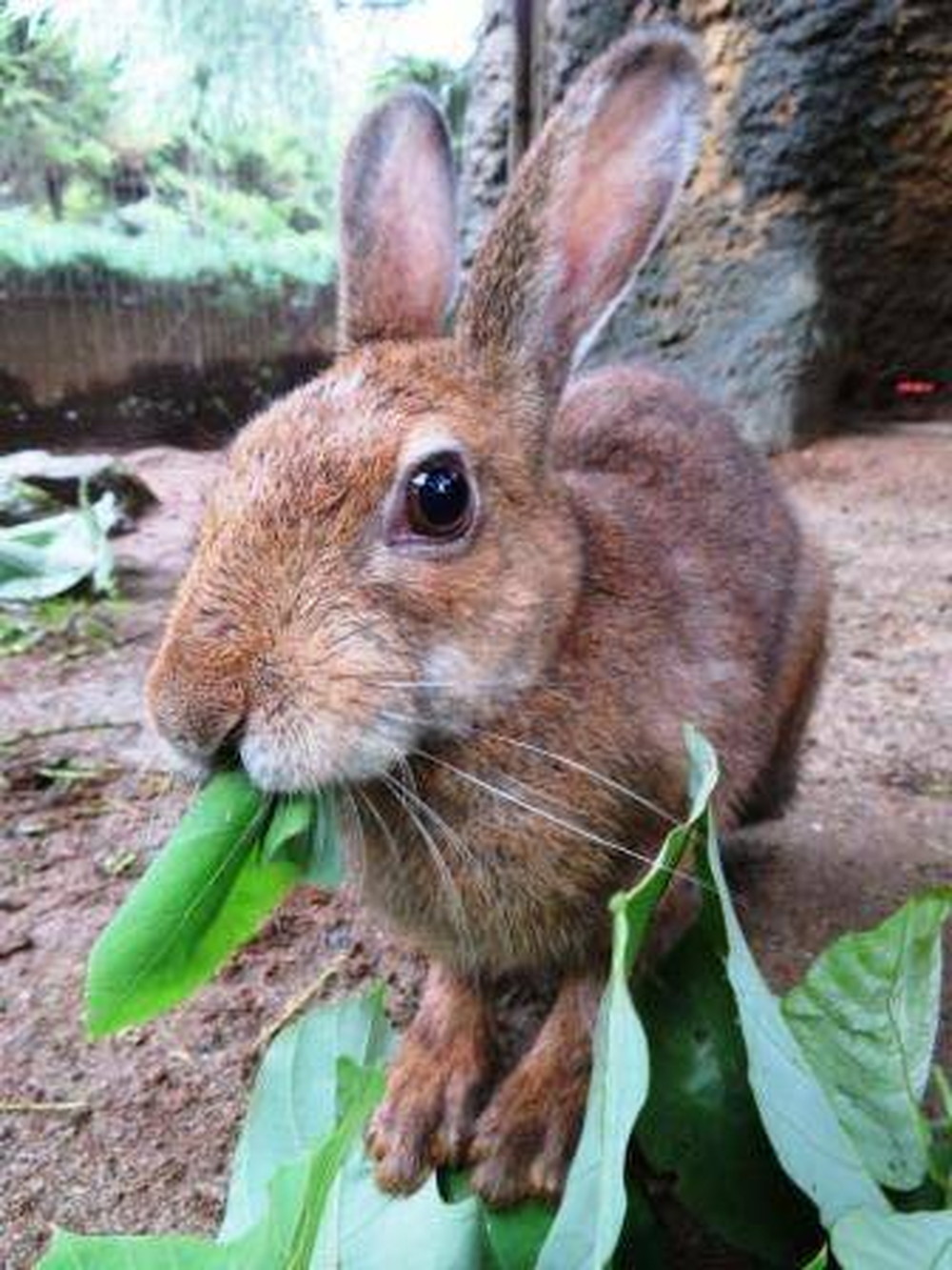 t ishikawa専用 野うさぎの走り 72① 飼い主から逃げる？！広い公園を全速力ダッシュ！Do you