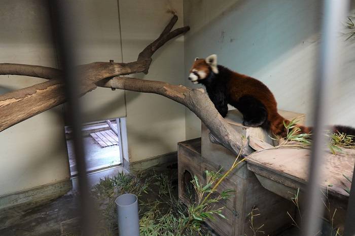 8 キクの巣箱に乗るまめたろう.jpg