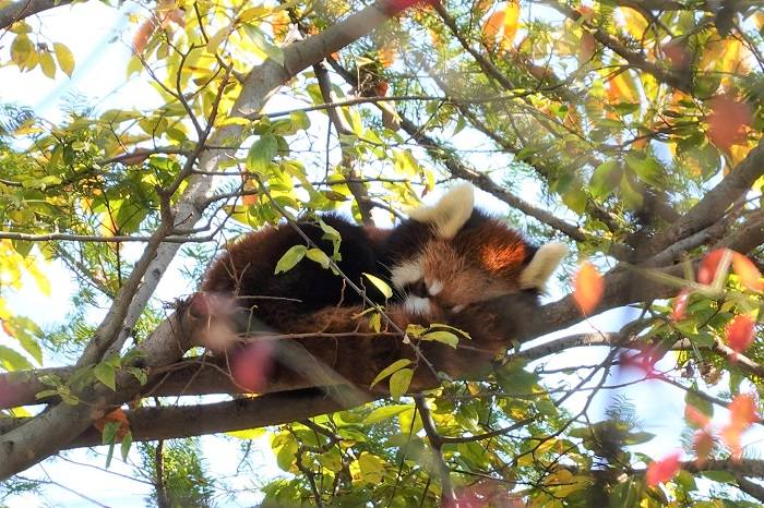 9 パンダが見えにくい時はここから覗いてみてください.jpg