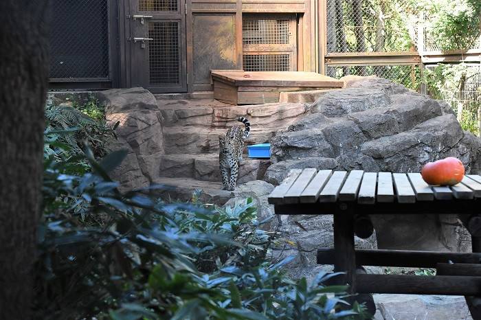 7 得体のしれない物体....jpg