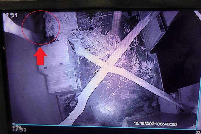 9 竹を食べるキク.jpg