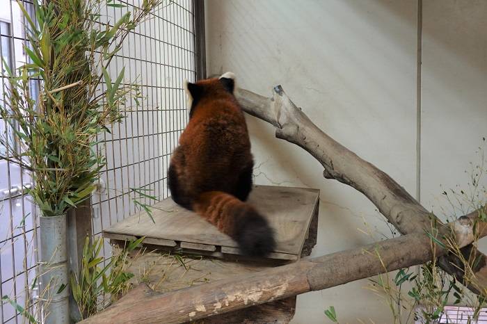 3 においつけも頻繁に.jpg