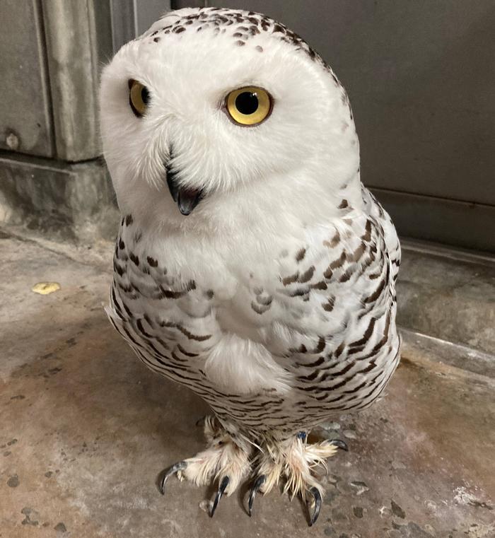 オウルはここにおるよ|飼育日誌｜ブログ|よこはま動物園