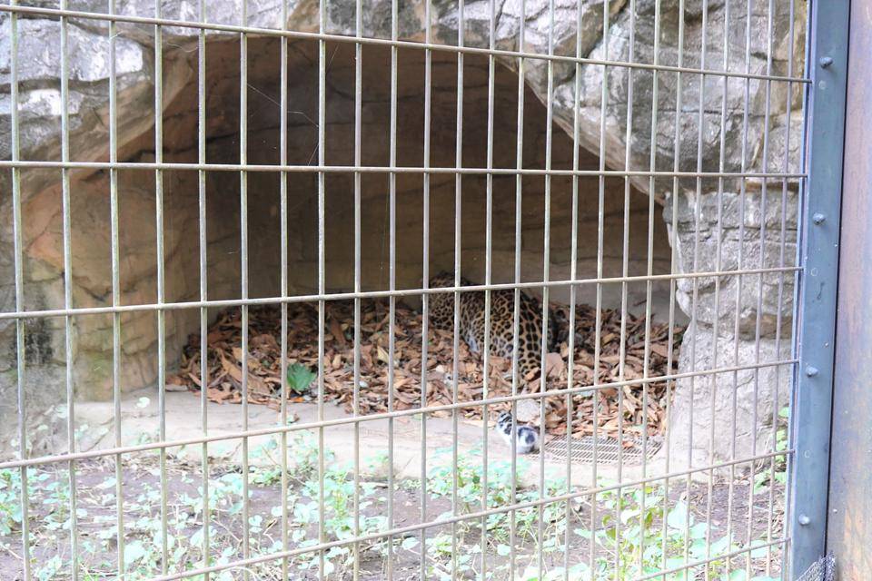 3 すぐに落ち葉上に.jpg