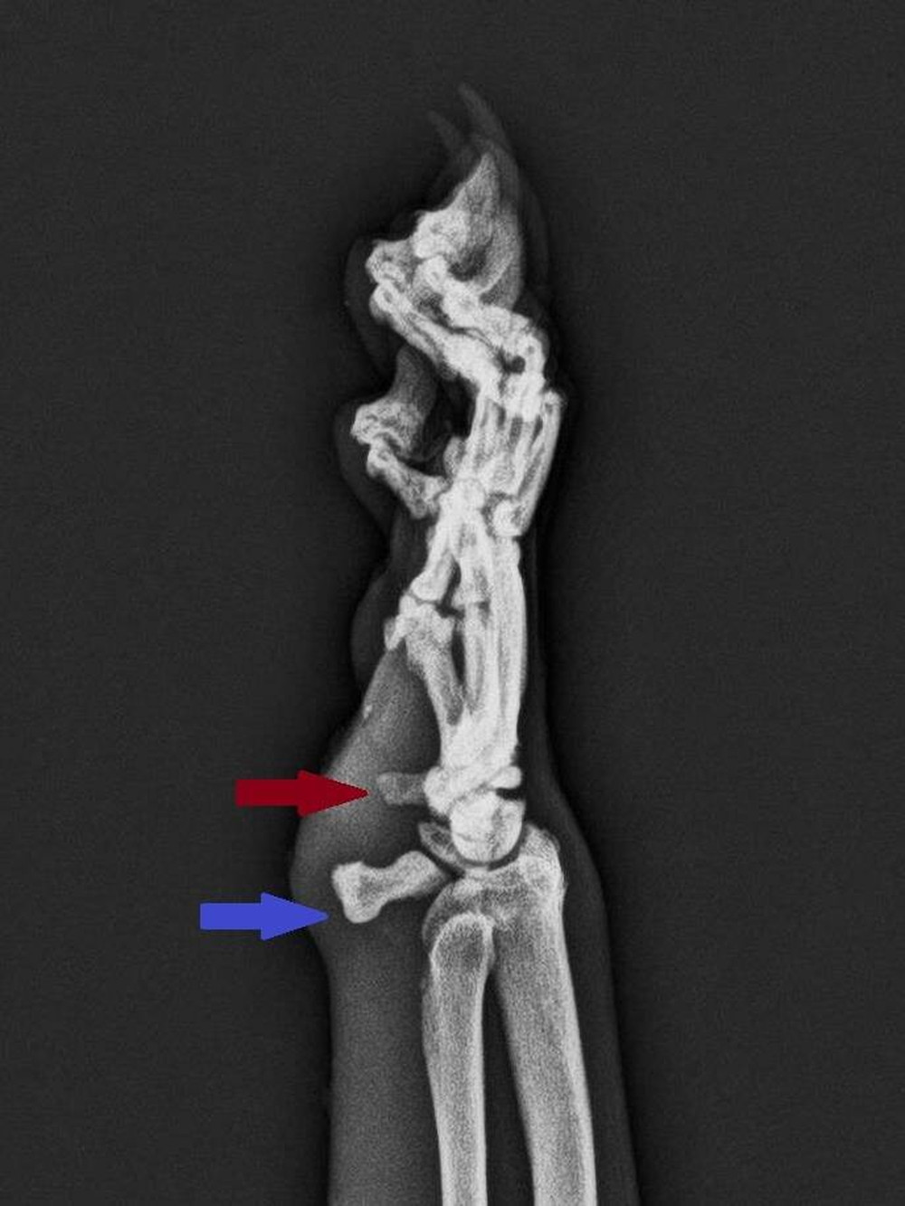 国際レッサーパンダデー ブログde特別ガイド 体のつくり編 飼育日誌 よこはま動物園ズーラシア公式サイト 公益財団法人 横浜市緑の協会