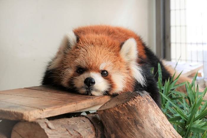 2 寝てはいませんがリラックス.jpg