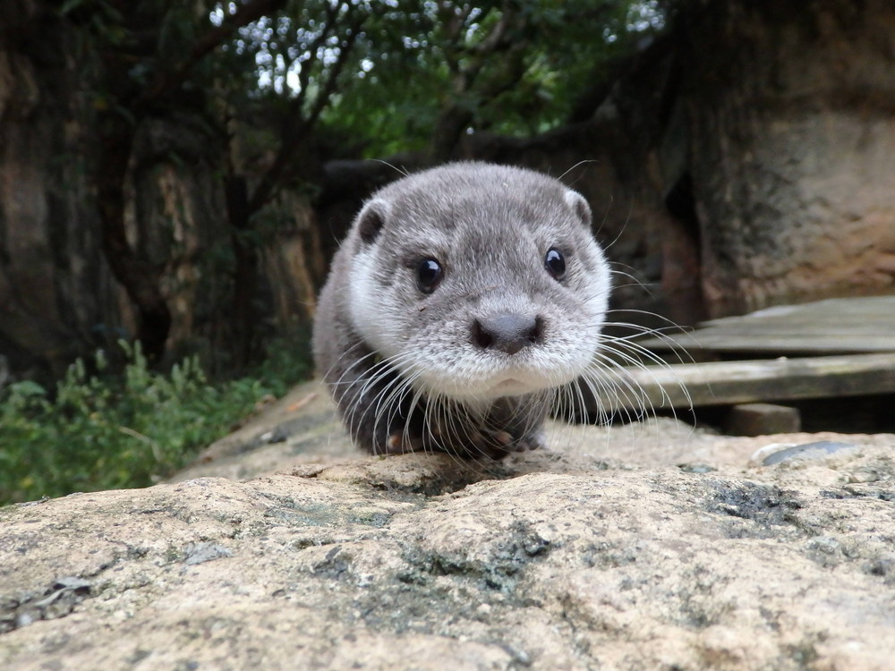 【飼育日誌】otter4-1.jpg