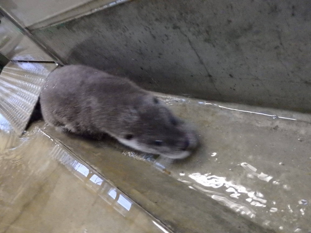 【飼育日誌】otter7-6.jpg