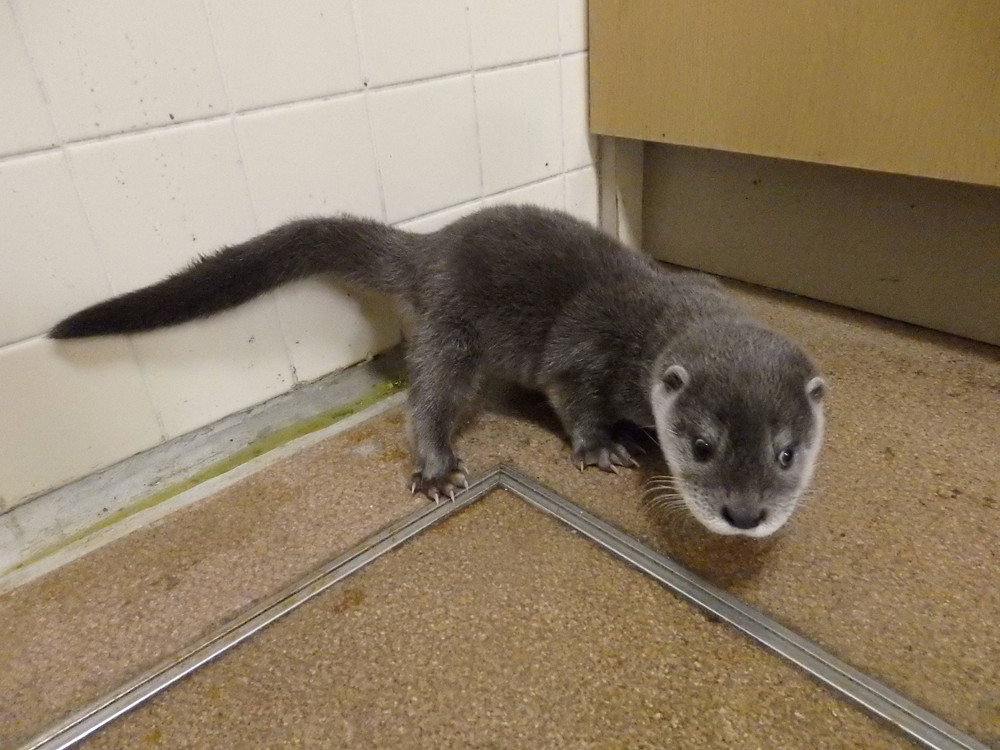 【飼育日誌】otter7-8.jpg