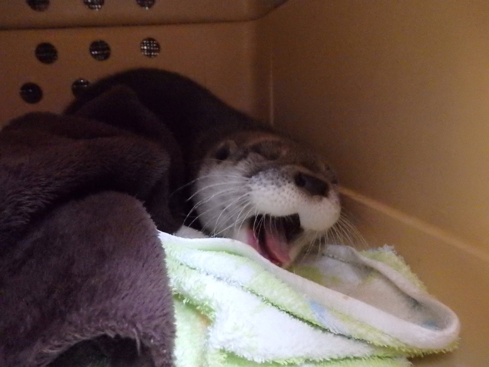 【飼育日誌】otter5-14.jpg