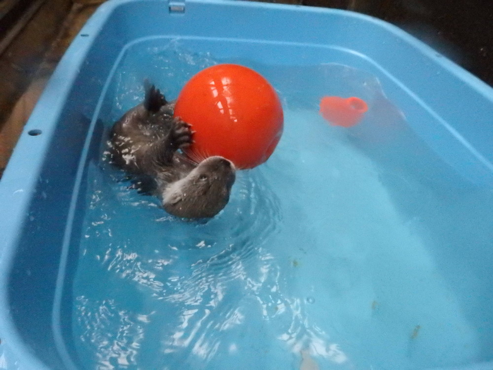 【飼育日誌】otter4-5.jpg