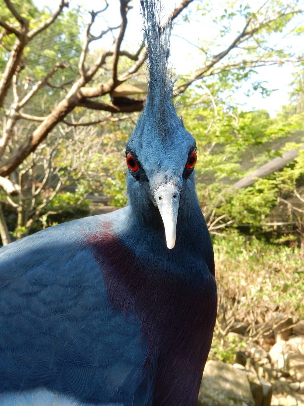 BCオウギ6.jpg
