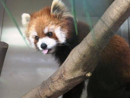 人気の愛称 飼育日誌 よこはま動物園ズーラシア公式サイト 公益財団法人 横浜市緑の協会 人気の愛称 飼育日誌 よこはま動物園ズーラシア公式サイト 公益財団法人 横浜市緑の協会