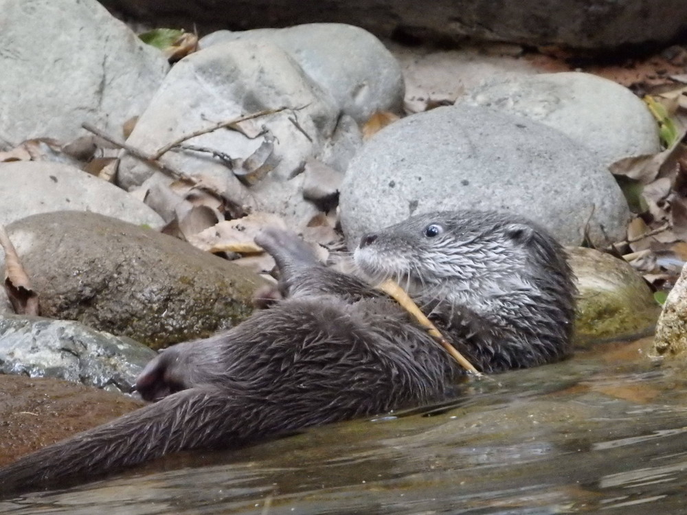 【飼育日誌】otter5-3.jpg