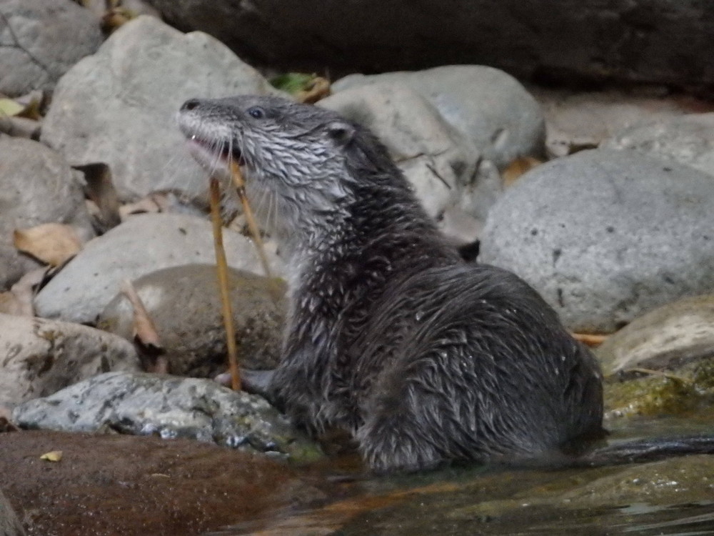 【飼育日誌】otter5-2.jpg