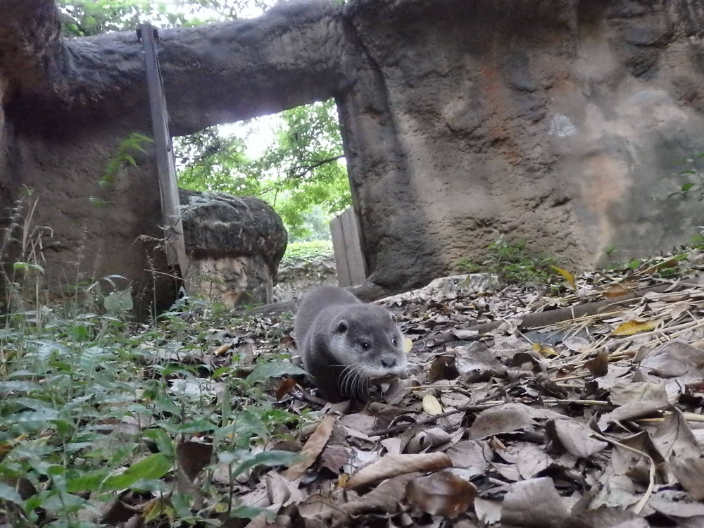【飼育日誌】otter5-6.jpg
