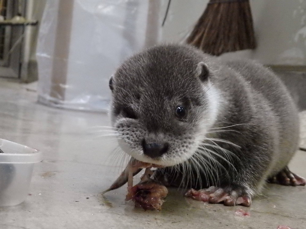 【飼育日誌】otter6-2.jpg