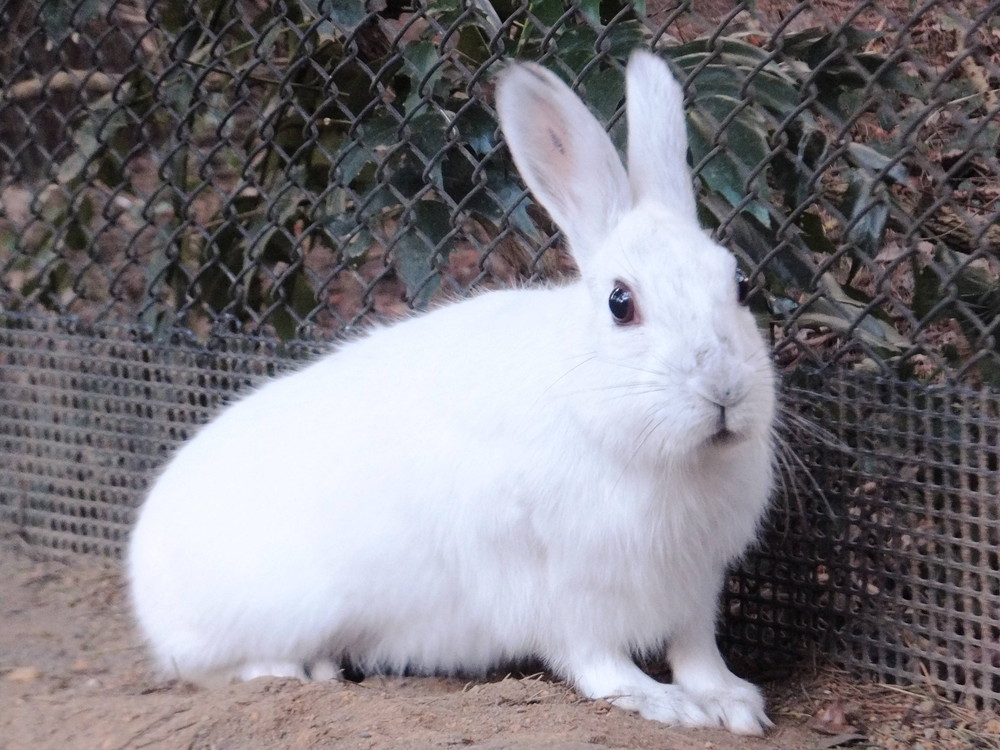 能あるノウサギは・・・♡♡♡♡♡♡♡♡♡♡♡|｜ブログ
