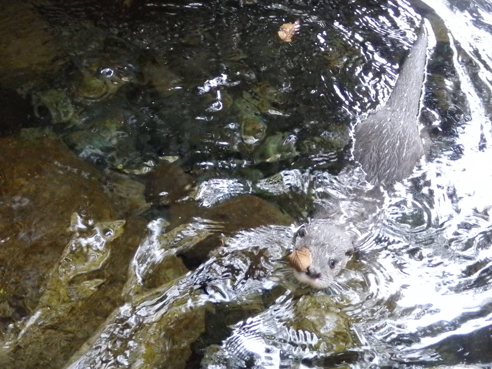 【飼育日誌】otter5-12.jpg