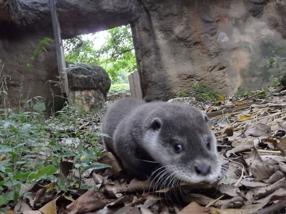 【飼育日誌】otter5-7.jpg