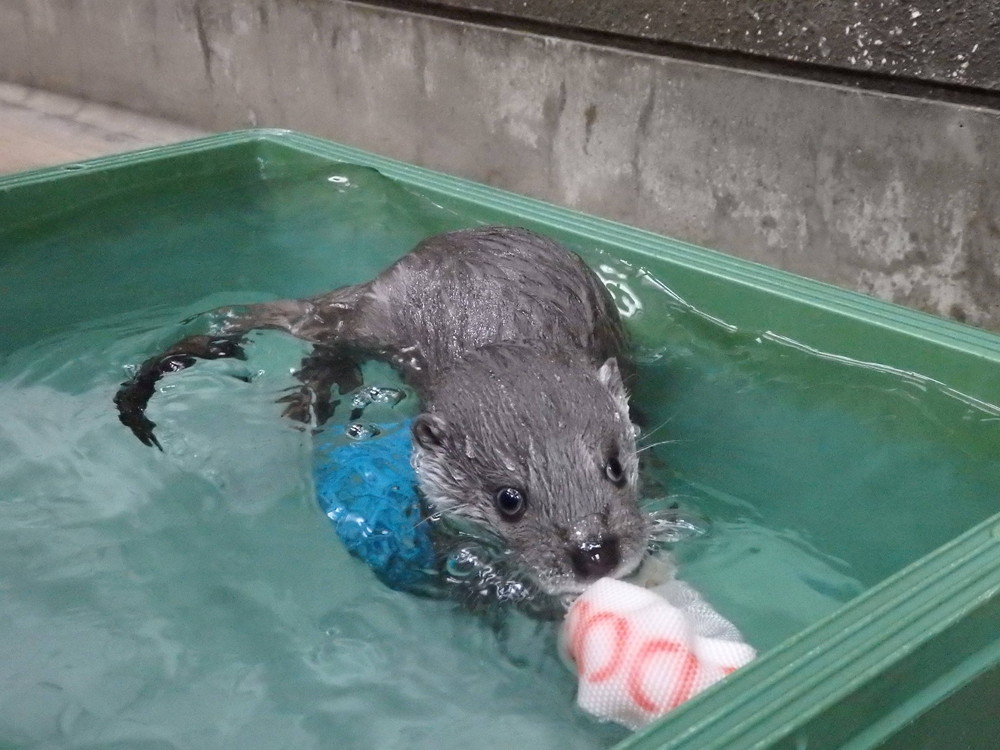 【飼育日誌】otter3-4.jpg