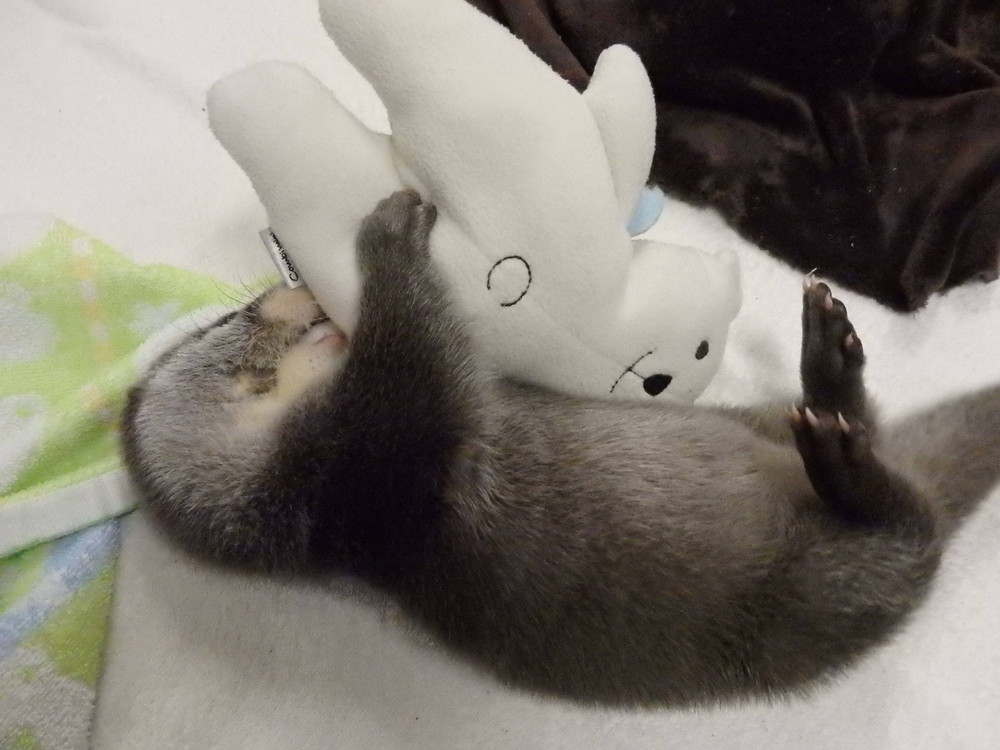 【飼育日誌】otter1-2.jpg