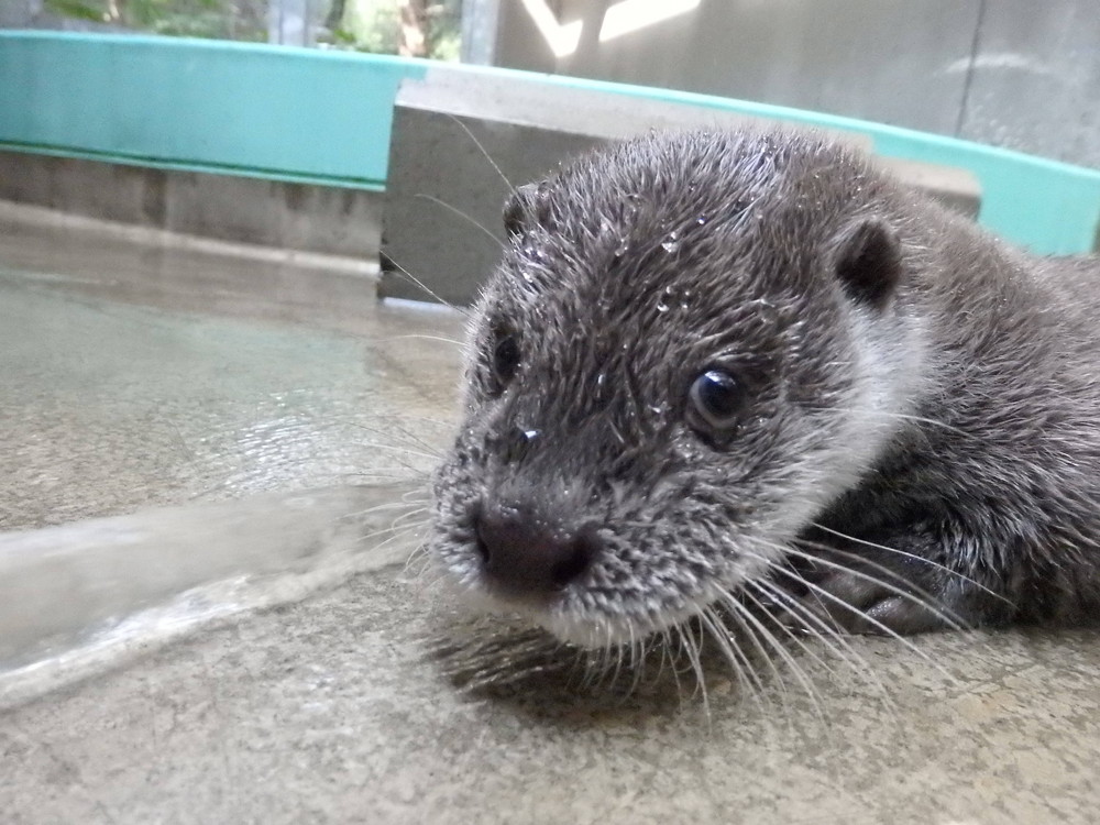 【飼育日誌】otter7-9.jpg
