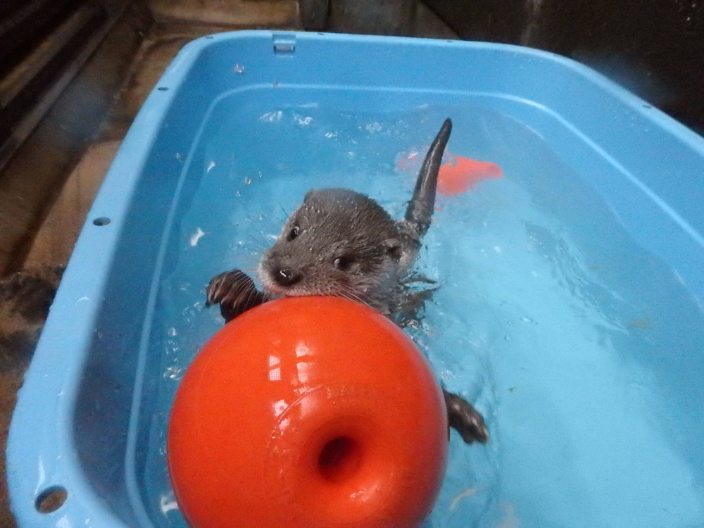 【飼育日誌】otter3-2.jpg