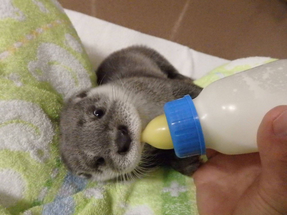 【飼育日誌】otter4-9.jpg