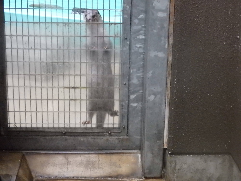 【飼育日誌】otter4-7.jpg