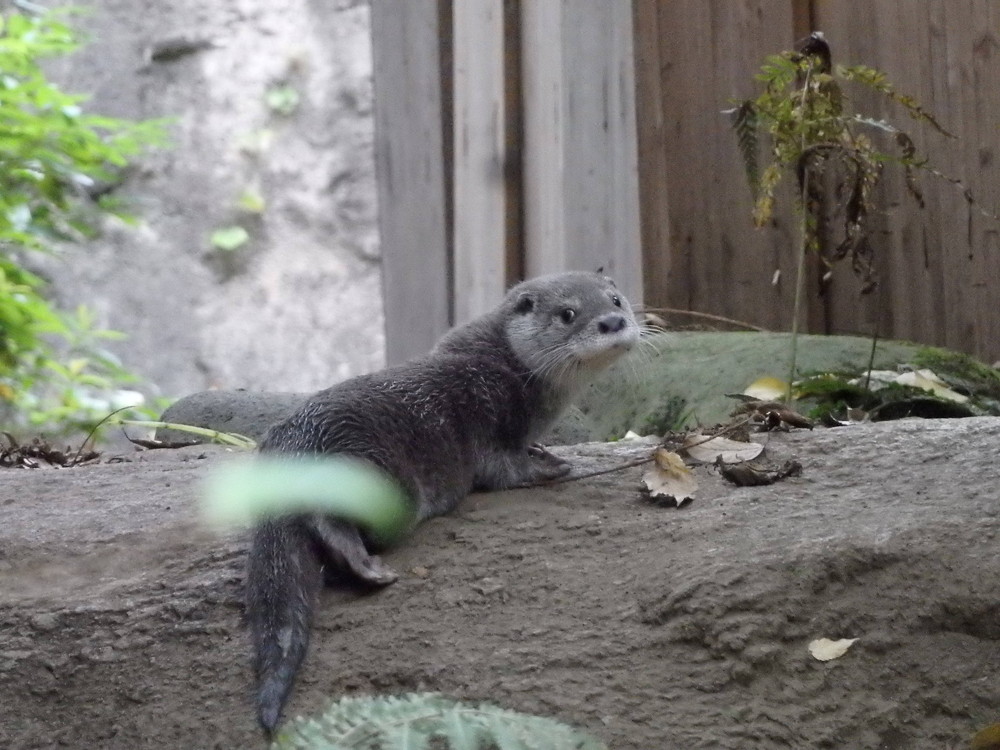 【飼育日誌】otter5-9.jpg