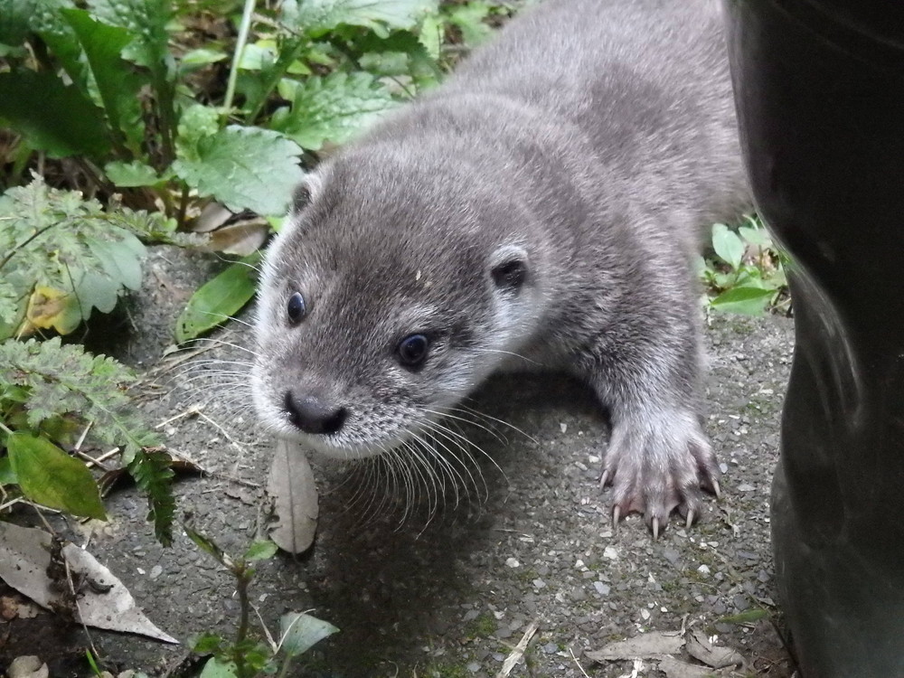 【飼育日誌】otter3-5.jpg