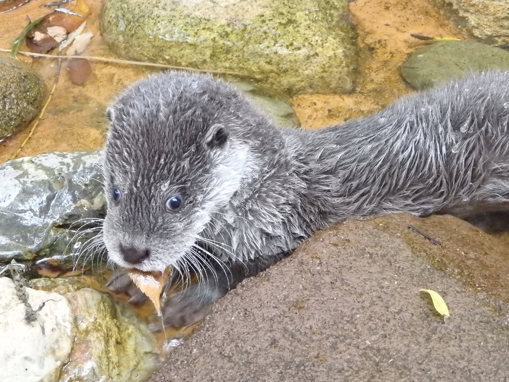 【飼育日誌】otter5-1.jpg