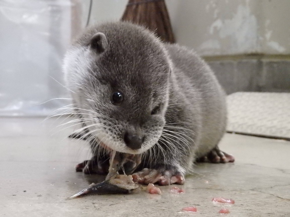 【飼育日誌】otter6-3.jpg