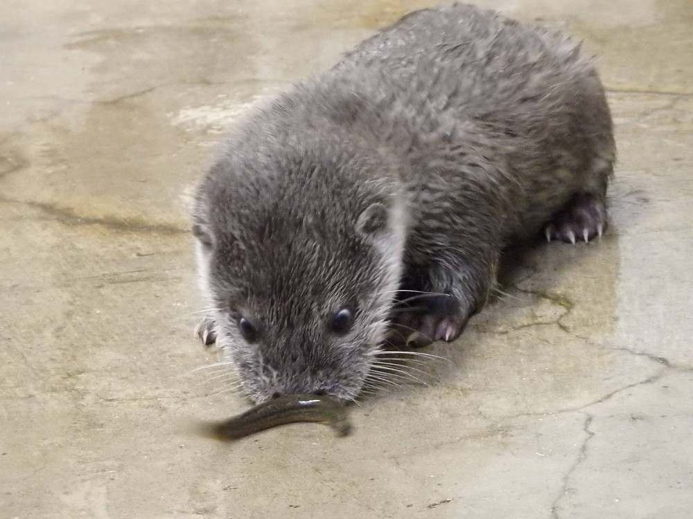 【飼育日誌】otter3-6.jpg
